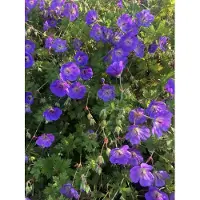 Brandless 6 xGeranium 'Rozanne' - Storchschnabel - topf 9 x 9 cm