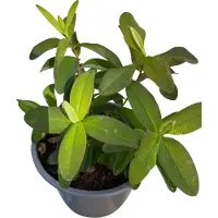 GRDplanten 12 x Hypericum calycinum - Erba di San Giovanni - Vaso 9 cm x 9 cm