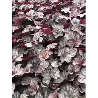 GRDplanten 6 x Heuchera hybr. 'Cascade Dawn' - campana viola - vaso 9x9 cm