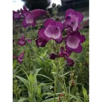 GRDplanten 6 x Penstemon hybr. 'Purple Passion' - Filo di barba - Vaso 9 x 9 cm