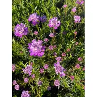 GRDplanten 6 x Iberis Sempervirens 'Absolutely Amethyst' - Fiore a nastro - vaso 9 x 9 cm