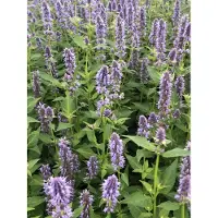Brandless 6 x Agastache hybr. 'Blue Fortune' - pianta di liquirizia in vaso 9x9 cm