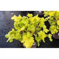 GRDplanten 6 x Heuchera 'Lime Marmelade'- campanula viola - vaso 9x9 cm