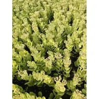 GRDplanten 6 x Sedum spect. 'Brilliant' - Foglia grassa - vaso 9 x 9 cm