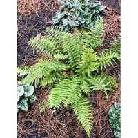 GRDplanten 6 x Dryopteris affinis - felce squamosa dorata - vaso 9 x 9 cm