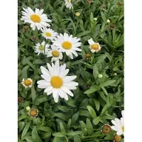 GRDplanten 6 x Leucanthemum (s) 'Becky' - Marguerite - vaso 9 x 9 cm