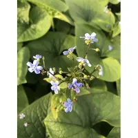 Brandless 6 x Brunnera sibirica - Nontiscordardime caucasico in vaso 9x9 cm
