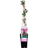 Hoogeveen Plants BV Lonicera Periclymenum 'Serotina' - ↨65Cm - Ø15