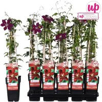 Hoogeveen Plants BV Clematis Niobe 60-80 cm pianta rampicante
