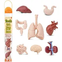 Safari Ltd Figura Di Organi Umani In Tubo