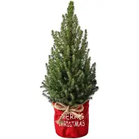 Merkloos Abete conico, piccolo albero di Natale – Piccolo abete naturale – In vaso – Pianta di Natale fresca – Adatto per soggiorno e balcone