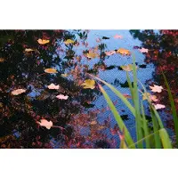 Ubbink Rete di protezione fogliare TEICHO PondNet 3 x 2 m